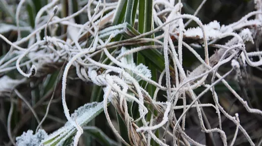 Frozen stems